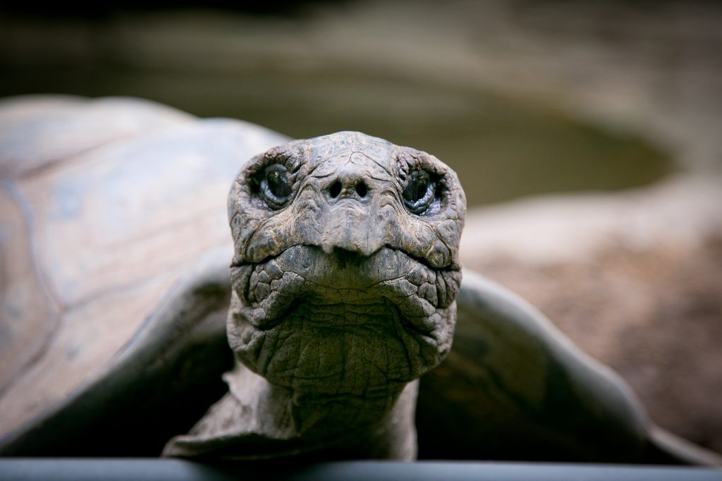 Weltschildkrötentag