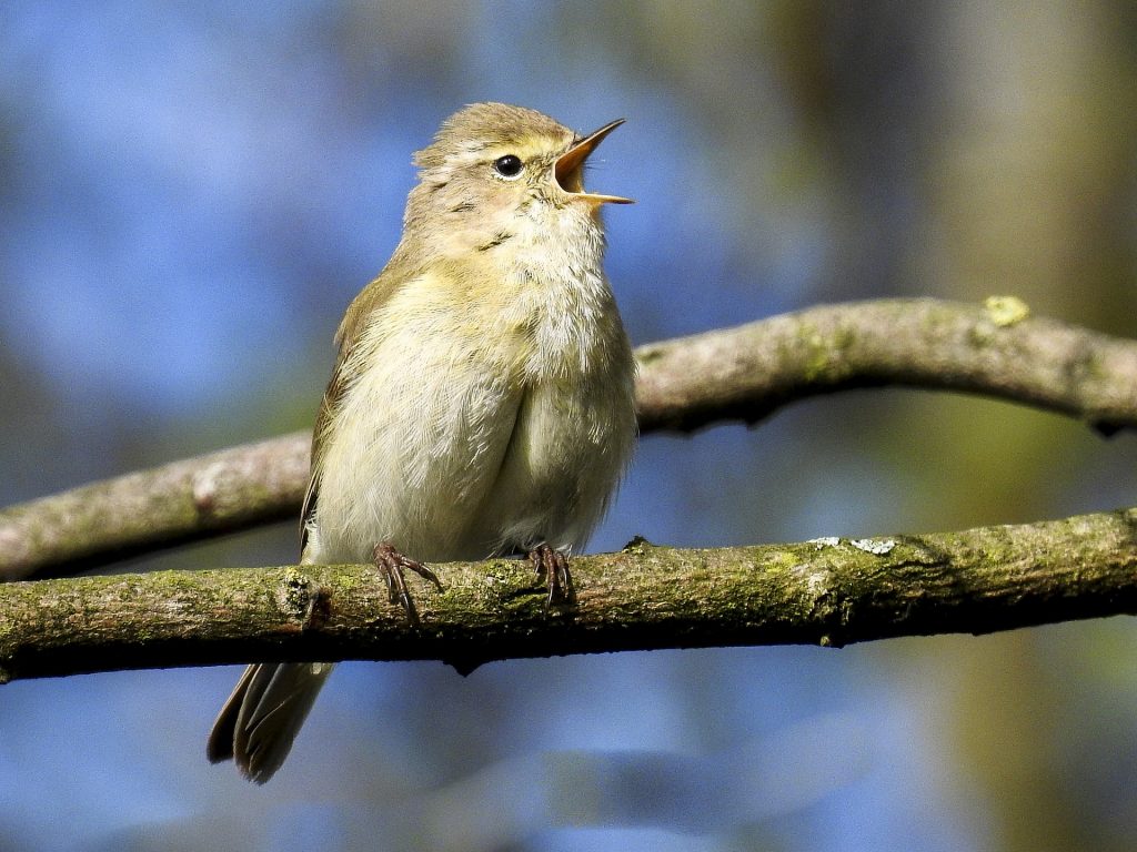 Vogelzählaktion