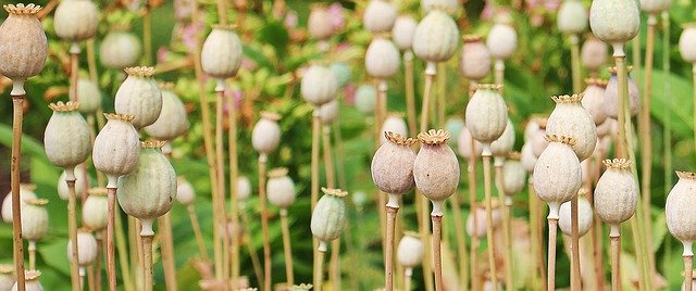 Gedenktag Drogentote