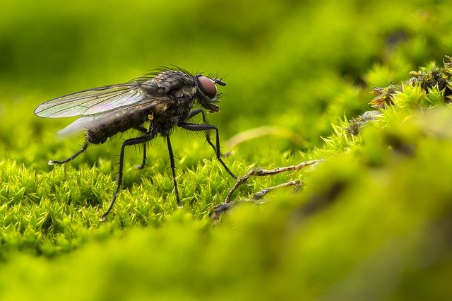 Insektenzählung