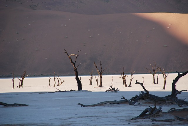 Tag des Baumes Namibia