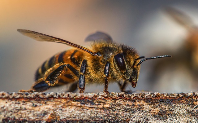 Weltbienentag