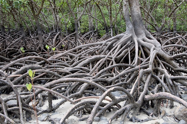 Tag der Mangrove