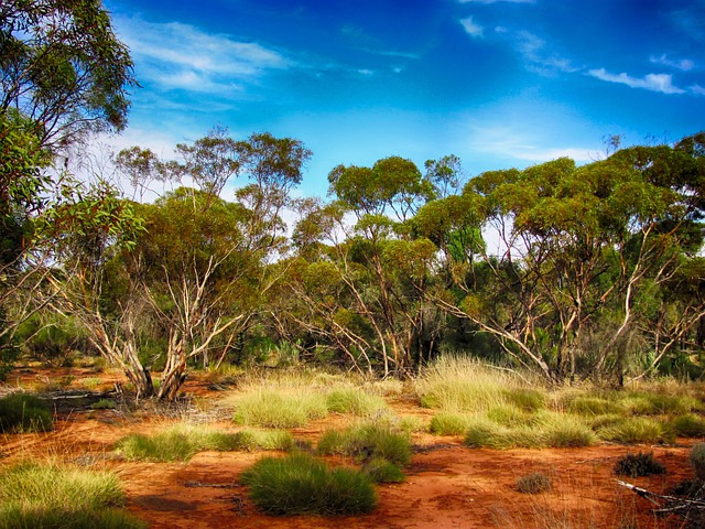 Tree Day Australien