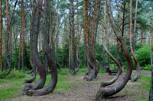 Polen Tag des Baumes