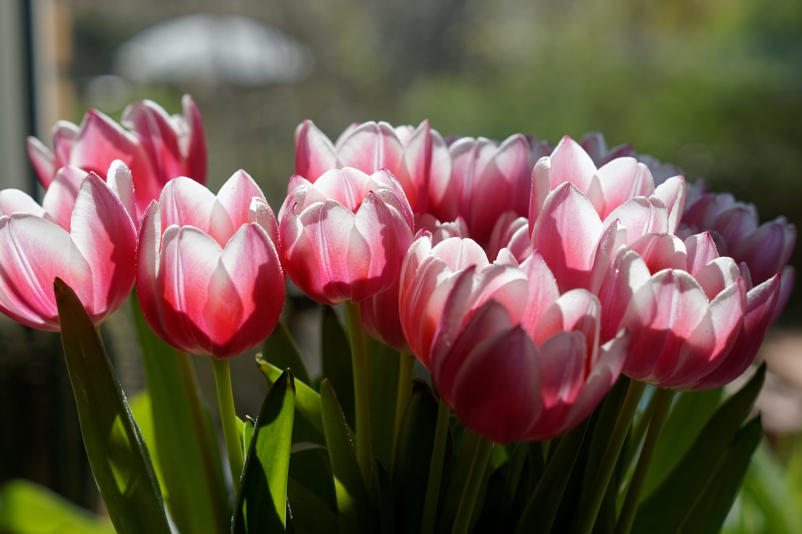 Die Geschichte des Blumenschenkens: Von der Antike bis heute