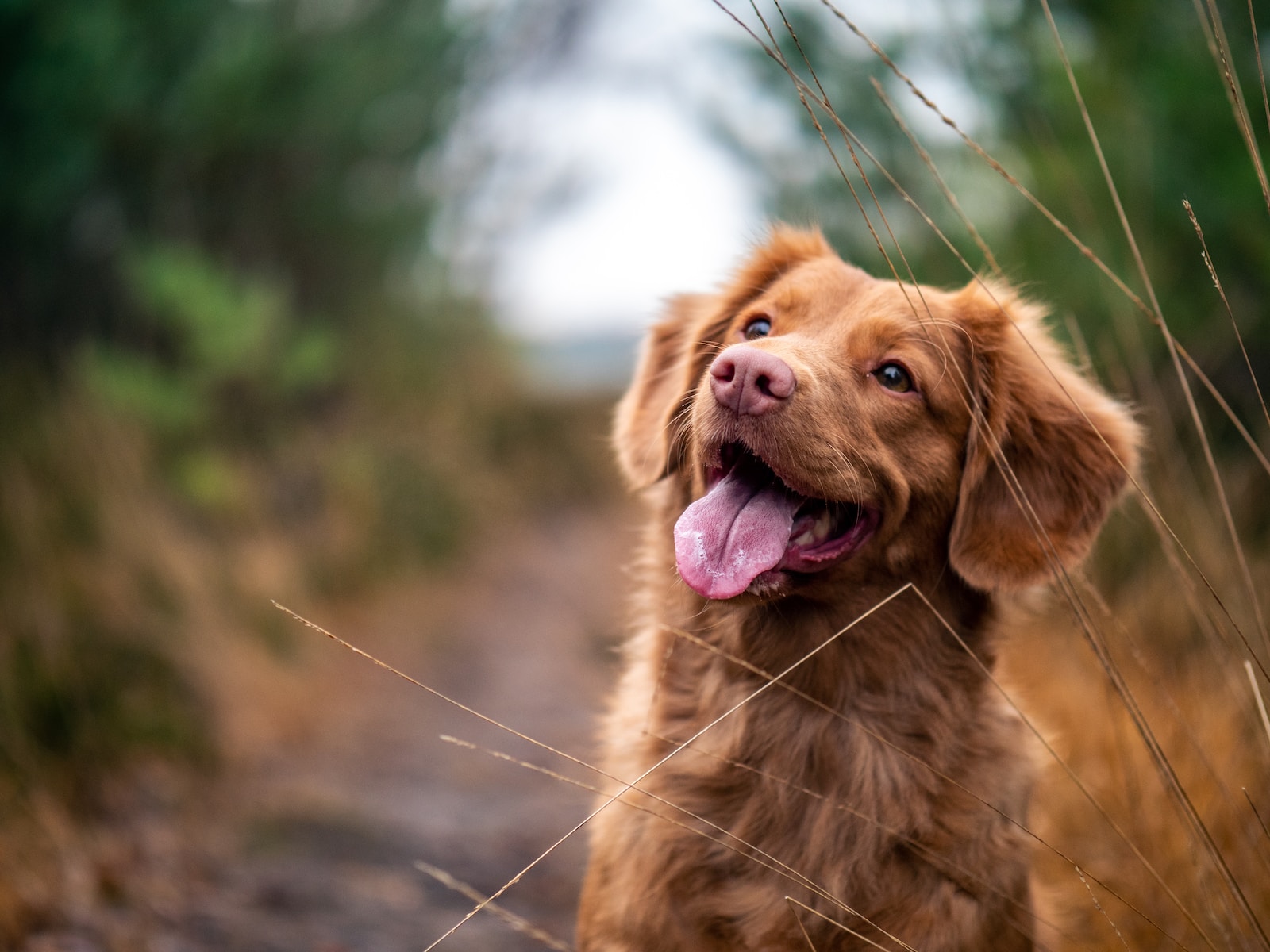 Tipps, um Ihren Hund wie einen König zu behandeln